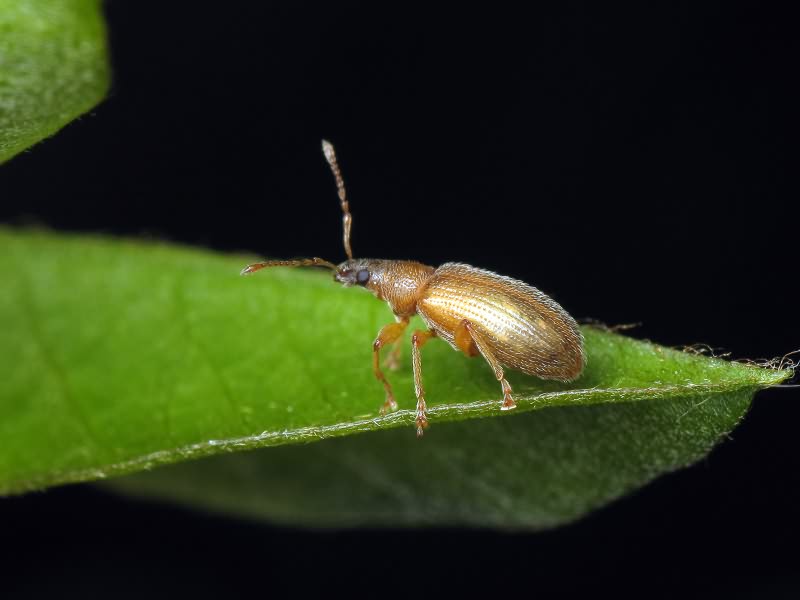 Phyllobius oblongus (Linnaeus, 1758)
